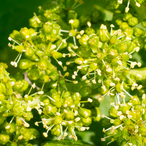 Vitis flower