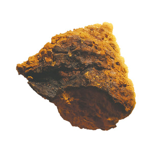 Boreal Chaga Mushroom