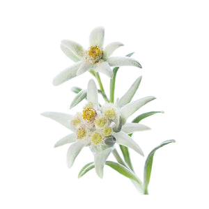 Edelweiss Flower